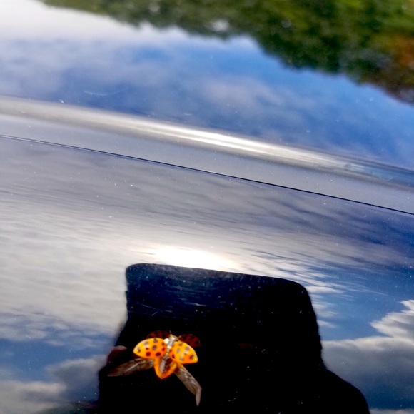 Posh Ambassador II ππ½ - Picture 4 of 16